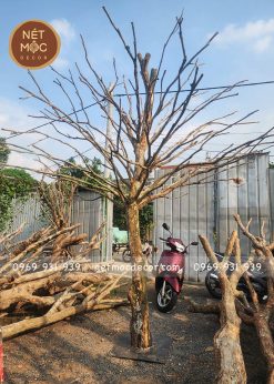 Cây khô treo bao lì xì trang trí Tết