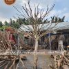 Cây khô treo bao lì xì trang trí Tết