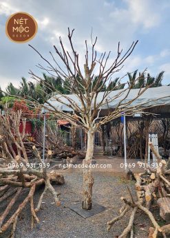 Cây khô treo bao lì xì trang trí Tết