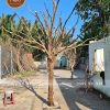 gốc cây khô được trang trí sáng tạo