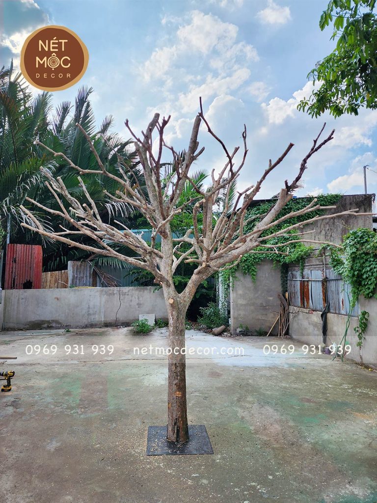 gốc cây khô được trang trí sáng tạo