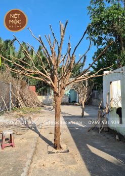 gốc cây khô được trang trí sáng tạo